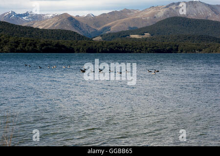 Canada Geese swimming in the Lower Mavora Lake in the South-West New Zealand World Heritage Area in the Southern Alps. Stock Photo