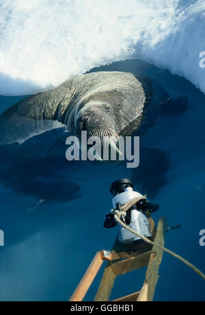 Königreich Arktis / Walross Regie: Sarah Robertson/Adam Ravetch aka ...