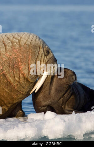 Königreich Arktis / Walross Regie: Sarah Robertson/Adam Ravetch aka ...