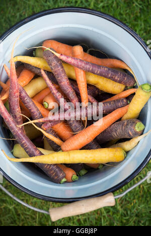 Daucus carota . Colourful carrots in an old enamel bucket Stock Photo