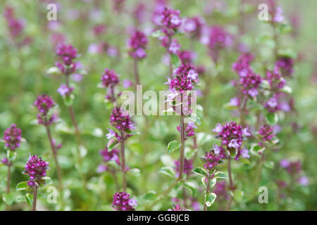 Thymus pulegioides 'Foxley'. Broad leaved thyme 'Foxley' in flower Stock Photo