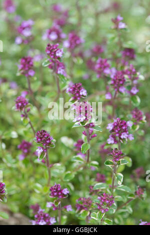 Thymus pulegioides 'Foxley'. Broad leaved thyme 'Foxley' in flower Stock Photo