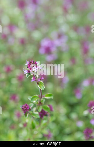 Thymus pulegioides 'Foxley'. Broad leaved thyme 'Foxley' in flower Stock Photo