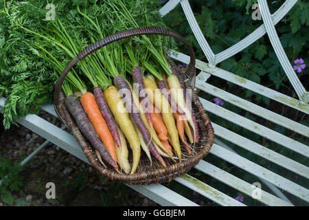 Daucus carota . Colourful carrots in a wicker basket Stock Photo