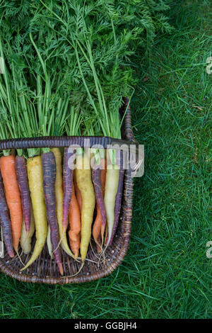 Daucus carota . Colourful carrots in a wicker basket Stock Photo