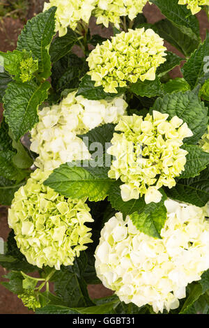 Hydrangea Macrophylla shrubby hydrangea in shades of green and white Stock Photo