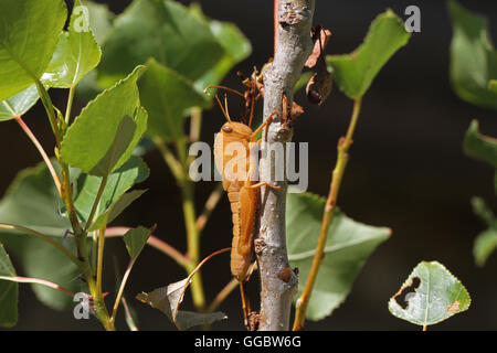 Egyptian grasshopper orange grasshopper in youth or nymph stage showing stripe on eye taegyptium, anacridium on young poplar by Ruth Swan Stock Photo