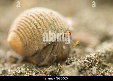 Crab on the sand hiding in a shell Stock Photo