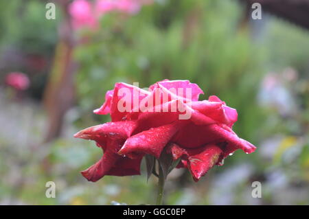 Wet Red Rose Close-up, blurred background Stock Photo