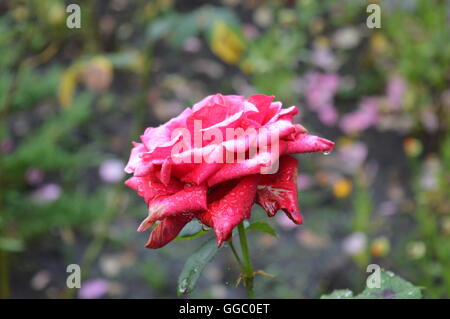 Wet Red Rose Close-up Stock Photo