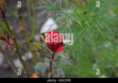 A wet red rose in a garden Stock Photo