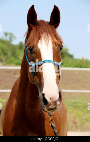 Purebred young hungarian gidran horse standing at rural horse farm Stock Photo