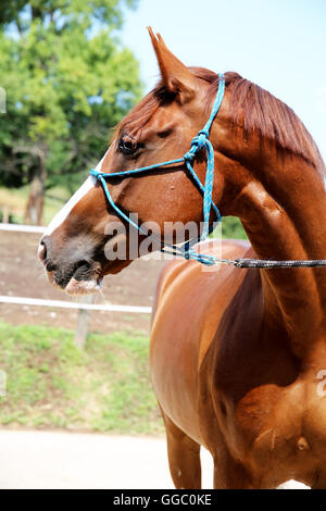 Purebred young hungarian gidran horse standing at rural horse farm Stock Photo