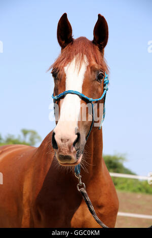 Closeup of a hungarian anglo-arabian horse head against blue sky natural background Stock Photo