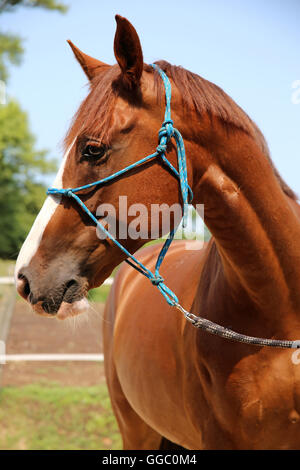 Close up of anglo-arabian young horse Stock Photo