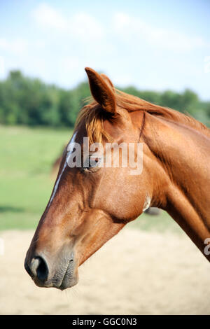 Head of a chestnut colored gidran youngster hungarian anglo-arab horse Stock Photo