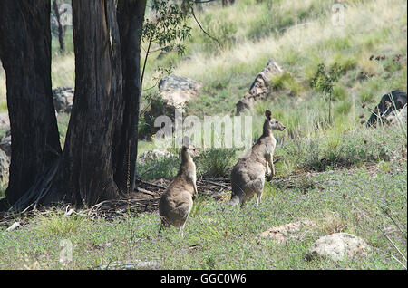 Two grey kangaroos in bush landscape Warrumbungles NP NSW Australia Stock Photo