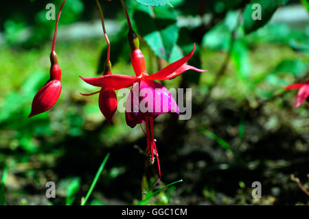 FUCHSIA OLD AND NEW Stock Photo