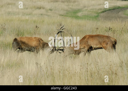 Two fighting Red deer stags during the rutting season Stock Photo