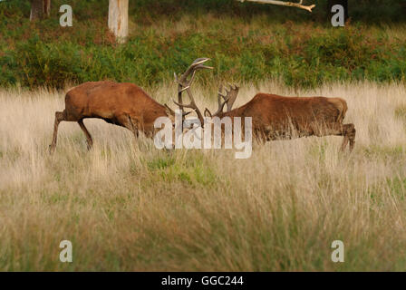 Two fighting Red deer stags during the rutting season Stock Photo