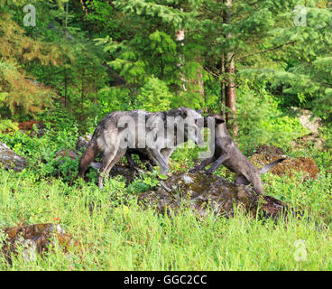 Grey wolf, Canis lupus, mother with pup