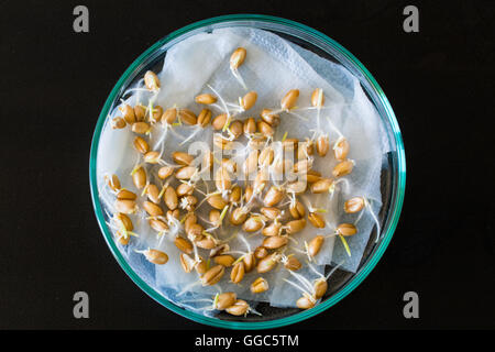 The sprouted seeds in the genetic laboratory Stock Photo