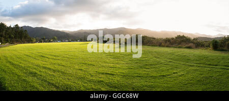 New Zealand green field sunrise Stock Photo