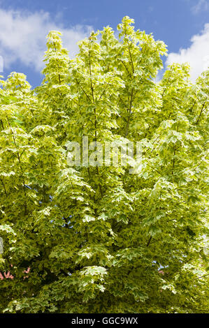 Variegated foliage of acer platanoides Drummondii in an urban garden Stock Photo