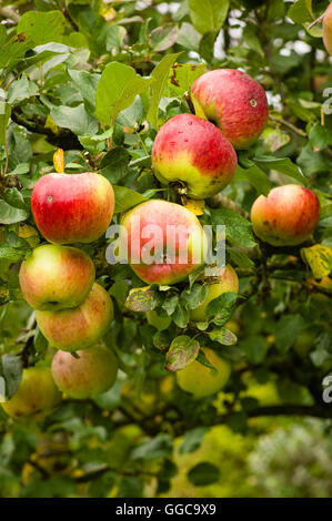 Ripe Howgate Wonder apples ready for picking from the tree in autumn Stock Photo