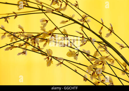 carefree yellow broom stems Jane Ann Butler Photography JABP1523 Stock Photo