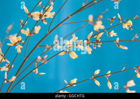 carefree yellow broom stems Jane Ann Butler Photography JABP1515 Stock Photo