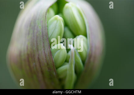 Agapanthus seed pod bursting with nature's energy Jane Ann Butler Photography JABP1536