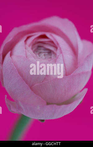 charming pink ranunculus still life Jane Ann Butler Photography JABP1516 Stock Photo