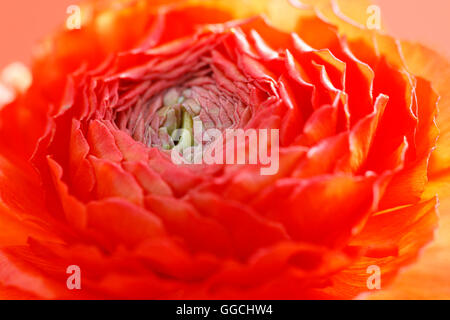 vibrant red, Summer ranunculus flower head Jane Ann Butler Photography JABP1521 Stock Photo
