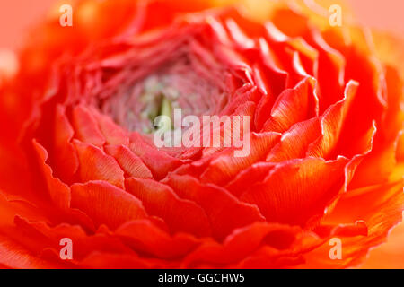 vibrant red, Summer ranunculus flower head Jane Ann Butler Photography JABP1520 Stock Photo
