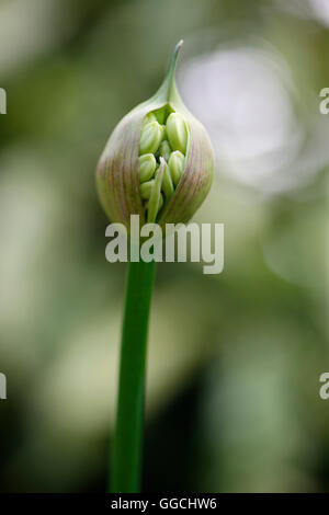 Agapanthus seed pod bursting with nature's energy Jane Ann Butler Photography JABP1535