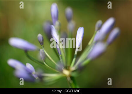 soft focus loving, sentimental violet-blue agapanthus in bud- african lily Jane Ann Butler Photography JABP1532