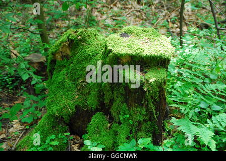 Old stump, mossy stump Stock Photo