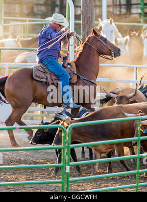 Rodeo cowboy on horseback competing in team calf roping, or tie-down roping event, Chaffee County Fair & Rodeo, Salida, Colorado Stock Photo