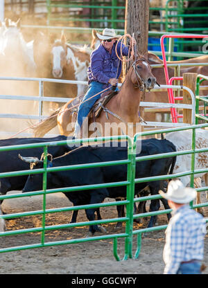 Rodeo cowboy on horseback competing in team calf roping, or tie-down roping event, Chaffee County Fair & Rodeo, Salida, Colorado Stock Photo