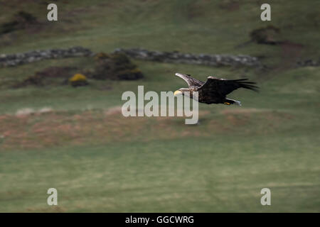White-tailed eagle flying in front of hillside Stock Photo