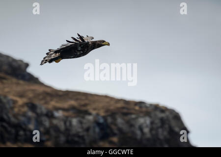 Juvenile white-tailed eagle in flight Stock Photo