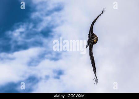 White-tailed eagle doing a mid air turn Stock Photo