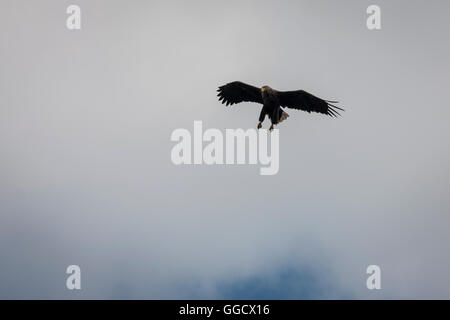White-Tailed eagle with legs extended Stock Photo