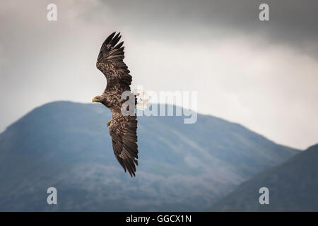 White tailed eagle mid air turn in front of mountains Stock Photo