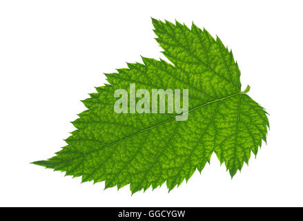 Blossom blackberry fruit bunch isolated on white background Stock Photo
