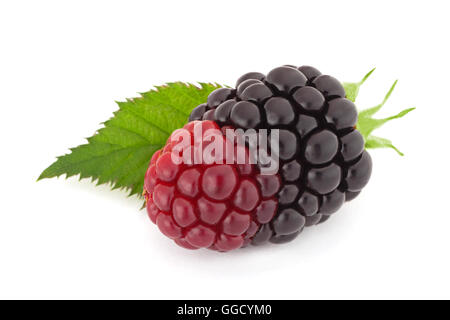 Blackberry fruit closeup isolated on white background Stock Photo