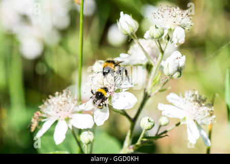 Bumble Bees on a blackberry flower Stock Photo