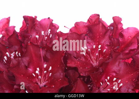 Rhododendron flower isolated on white background Stock Photo