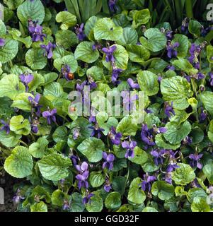 Viola odorata - Sweet Violets   ALP021189 Stock Photo